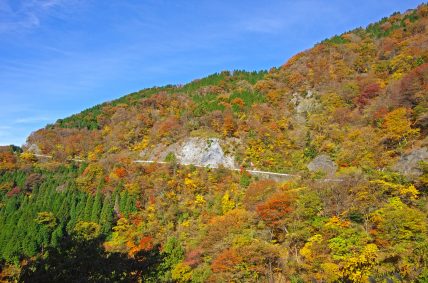 秋の風景 青空へ駆け上がる道 伊吹山ドライブウェイ