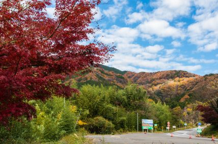 秋の風景 青空へ駆け上がる道 伊吹山ドライブウェイ